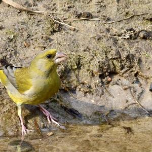 European Greenfinch