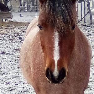 Welsh Pony Sektion C