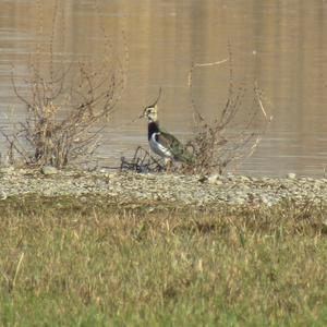 Northern Lapwing