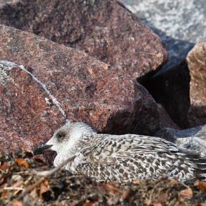 Herring Gull