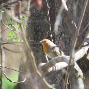 European Robin