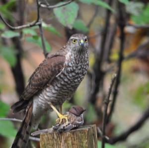 Eurasian Sparrowhawk