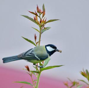 Great Tit