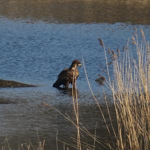 White-tailed Eagle