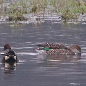 Common Teal