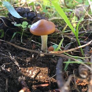 Bluing Psilocybe