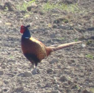 Common Pheasant