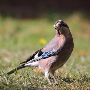 Eurasian Jay