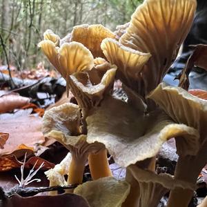 Trumpet Chanterelle