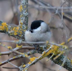 Marsh Tit