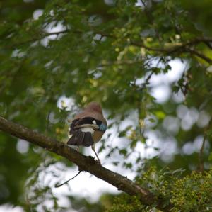 Eurasian Jay