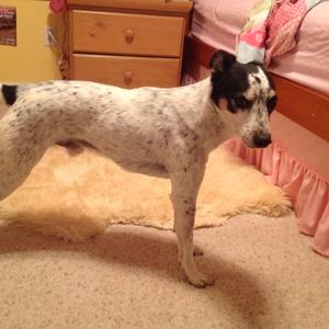 Australian Cattle Dog