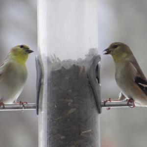 American Goldfinch