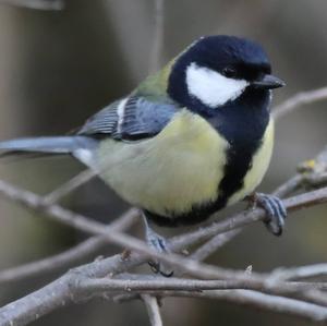 Great Tit