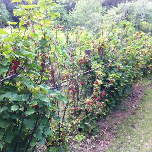 Redcurrant