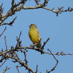 European Greenfinch