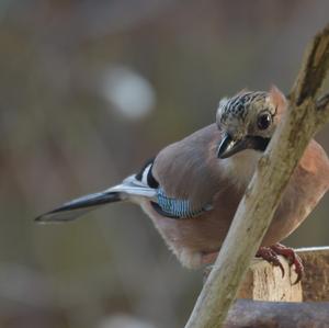 Eurasian Jay