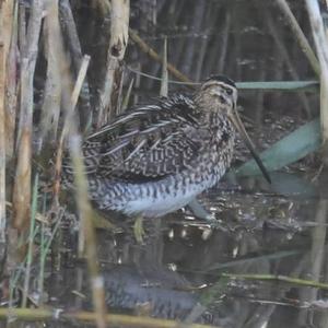 Common Snipe