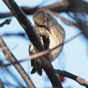 Eurasian Siskin