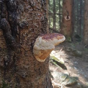 Red-belted Polypore