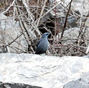 Blue Rock-thrush