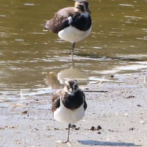 Northern Lapwing