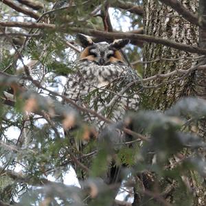 Long-eared Owl