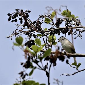 Blackcap