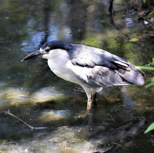 Black-crowned Night-heron