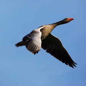 Greylag Goose