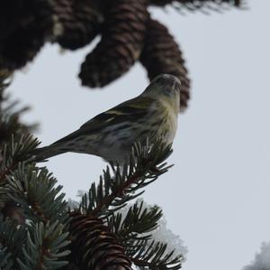 Eurasian Siskin