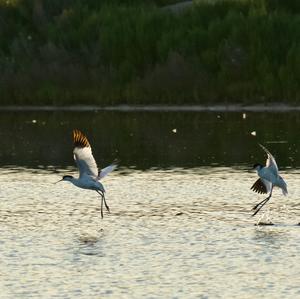 Pied Avocet