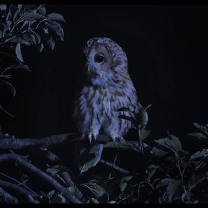 Tawny Owl