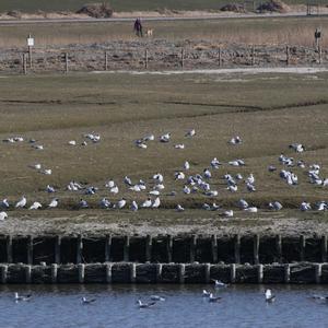 Black-headed Gull