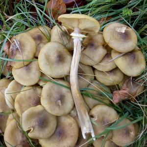 Honey Fungus