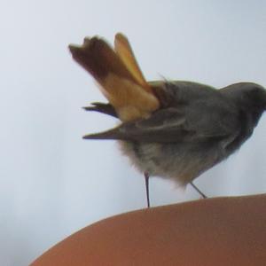 Black Redstart