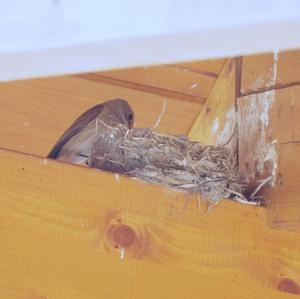 Spotted Flycatcher