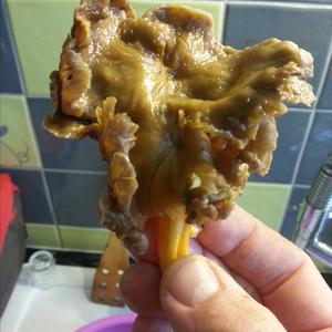 Trumpet Chanterelle