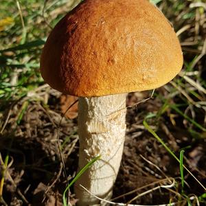 Orange Birch Bolete