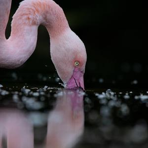 Greater Flamingo