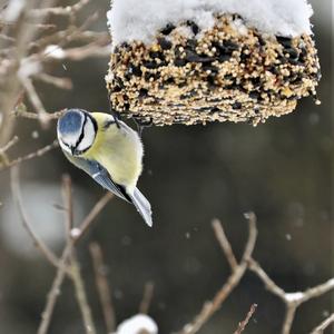 Blue Tit