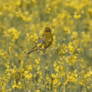 European Greenfinch