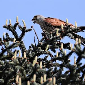 Common Kestrel