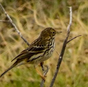 Meadow Pipit