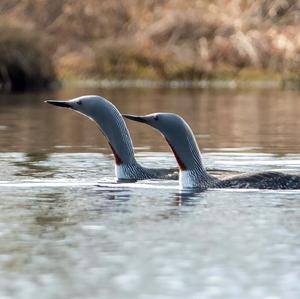 Red-throated Loon