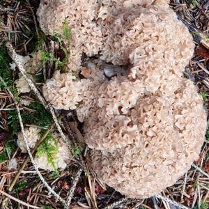 Eastern Cauliflower Mushroom