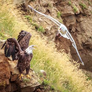 Weißkopfseeadler