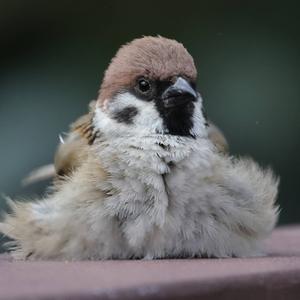 Eurasian Tree Sparrow