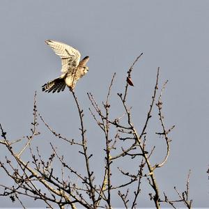 Common Kestrel