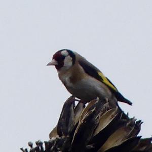 European Goldfinch